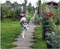 Hunde 034